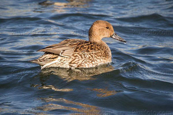 Northern Pintail Picture @ Kiwifoto.com