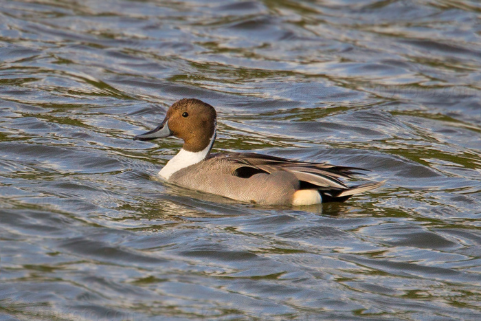 Northern Pintail Picture @ Kiwifoto.com
