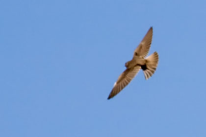 Northern Rough-winged Swallow Image @ Kiwifoto.com