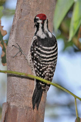 Nuttall's Woodpecker Picture @ Kiwifoto.com