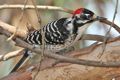 Nuttall's Woodpecker Photo @ Kiwifoto.com