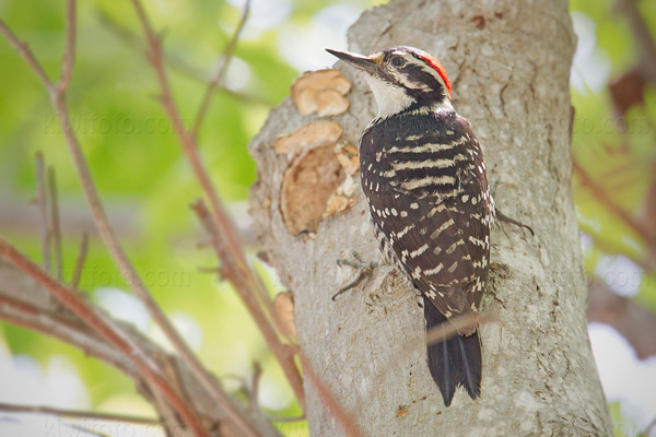 Nuttall's Woodpecker (adult male)