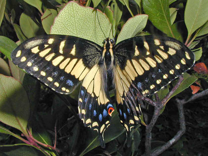 Old World Swallowtail (P.m. bairdii)