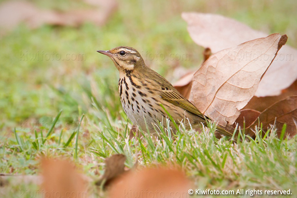 Olive-backed Pipit Picture @ Kiwifoto.com