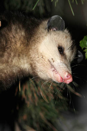 Opossum Picture @ Kiwifoto.com