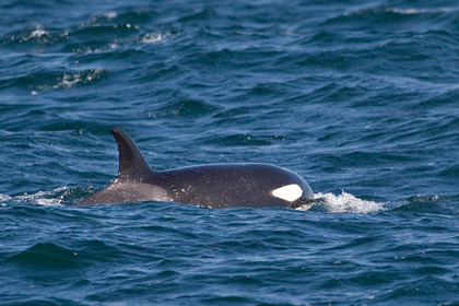 Orca (Killer Whale)  Picture @ Kiwifoto.com