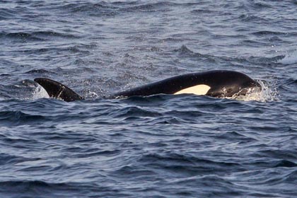Orca (Killer Whale)  Photo @ Kiwifoto.com