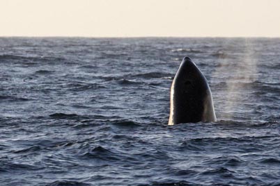Orca (Killer Whale)  Photo @ Kiwifoto.com