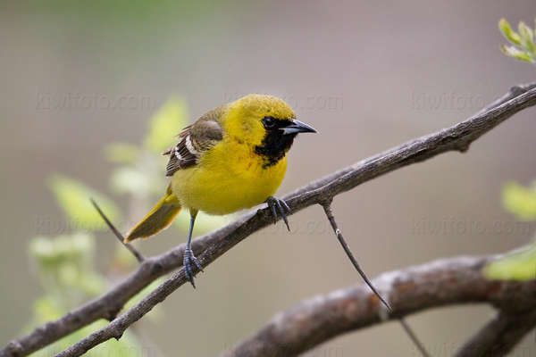 Orchard Oriole (1st year male)