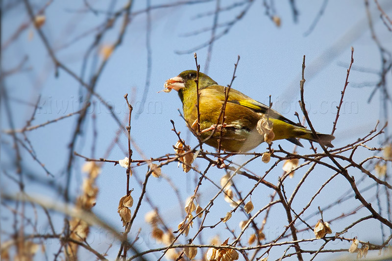 Oriental Greenfinch Image @ Kiwifoto.com