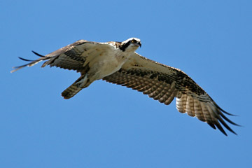 Osprey Image @ Kiwifoto.com