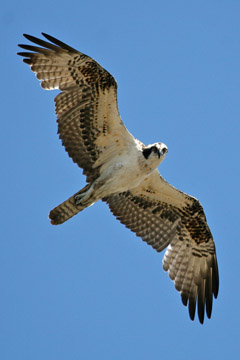 Osprey Photo @ Kiwifoto.com