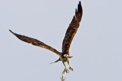Osprey Picture @ Kiwifoto.com