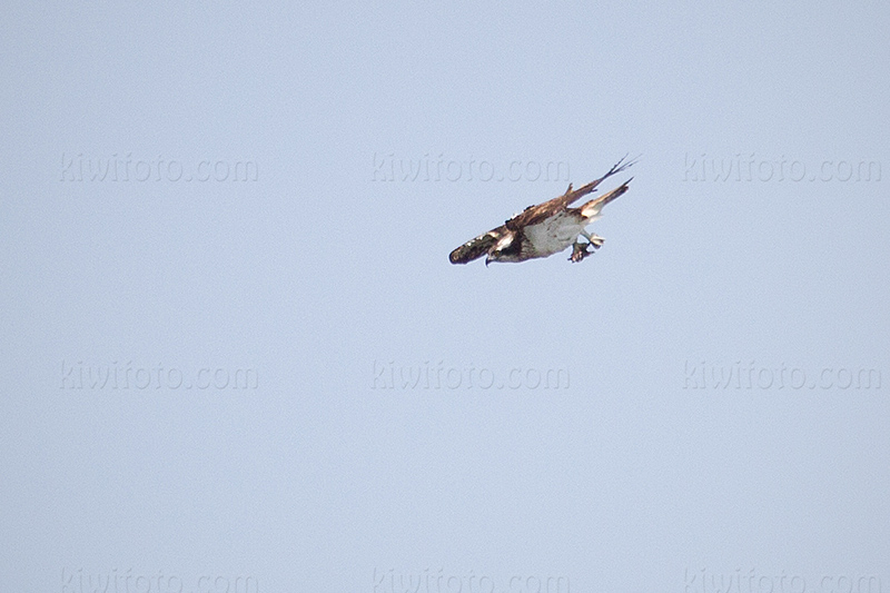 Osprey Photo @ Kiwifoto.com
