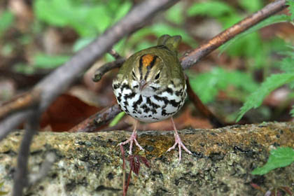 Ovenbird Picture @ Kiwifoto.com