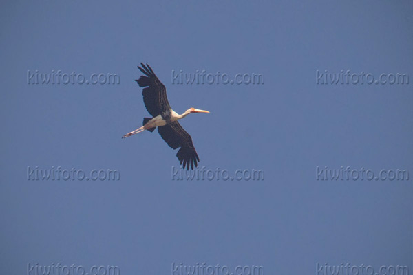 Painted Stork Picture @ Kiwifoto.com