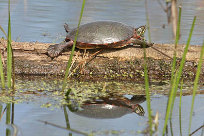 Painted Turtle (Midland Painted Turtle-Chrysemys picta marginata)