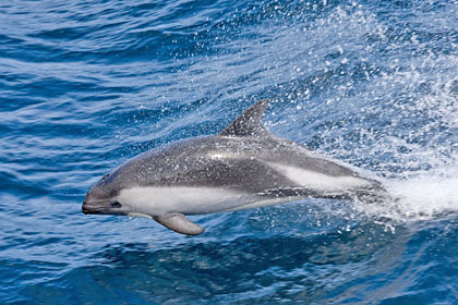 Peale's Dolphin Image @ Kiwifoto.com
