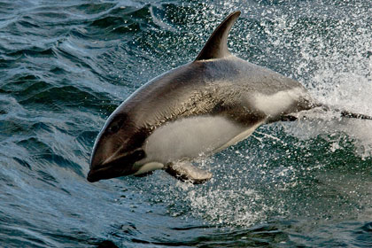 Peale's Dolphin Photo @ Kiwifoto.com