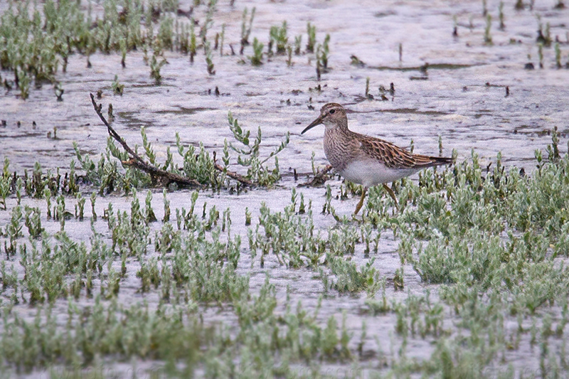 Pectoral Sandpiper @ Ballona Freshwater Marsh, CA