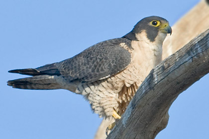 Peregrine Falcon Picture @ Kiwifoto.com