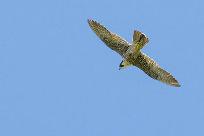 Peregrine Falcon Photo @ Kiwifoto.com