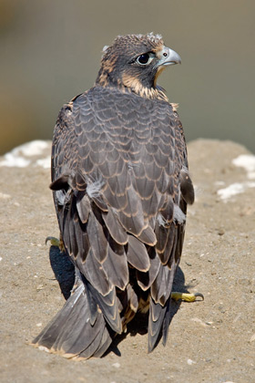 Peregrine Falcon Image @ Kiwifoto.com