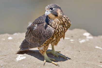 Peregrine Falcon Image @ Kiwifoto.com