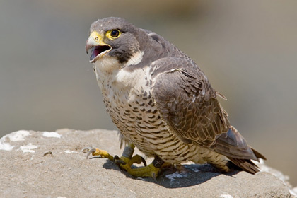 Peregrine Falcon Photo @ Kiwifoto.com