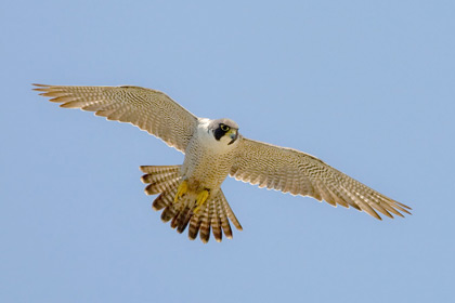 Peregrine Falcon Picture @ Kiwifoto.com