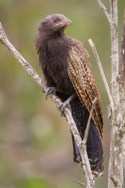 Pheasant Coucal Photo @ Kiwifoto.com
