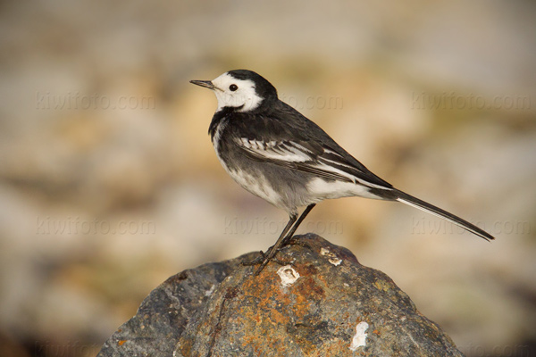 Pied Wagtail Picture @ Kiwifoto.com