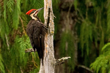 Pileated Woodpecker Image @ Kiwifoto.com