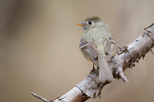 Pine Flycatcher Picture @ Kiwifoto.com