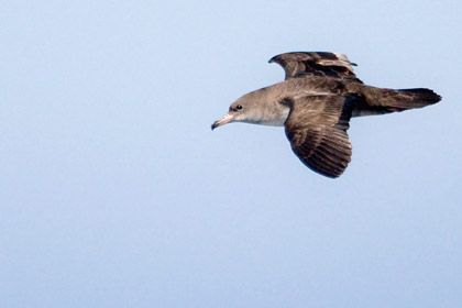 Pink-footed Shearwater Picture @ Kiwifoto.com