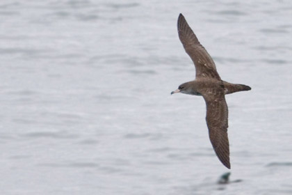 Pink-footed Shearwater Picture @ Kiwifoto.com