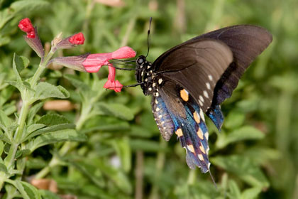 Pipevine Swallowtail Photo @ Kiwifoto.com