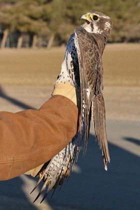 Prairie Falcon Image @ Kiwifoto.com