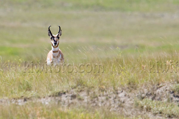 Pronghorn Antelope Picture @ Kiwifoto.com