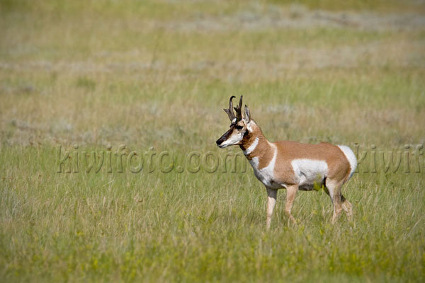 Pronghorn Antelope Photo @ Kiwifoto.com