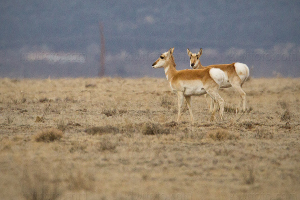 Pronghorn Antelope Photo @ Kiwifoto.com