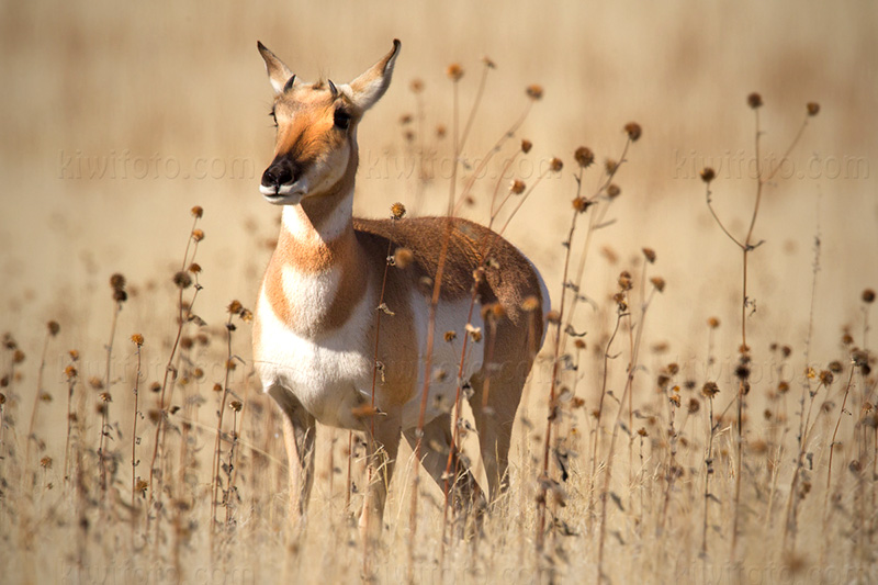 Pronghorn Antelope Image @ Kiwifoto.com