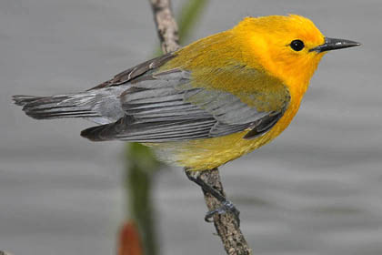 Prothonotary Warbler Image @ Kiwifoto.com