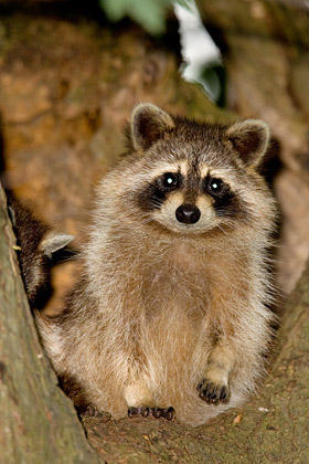 Raccoon Picture @ Kiwifoto.com