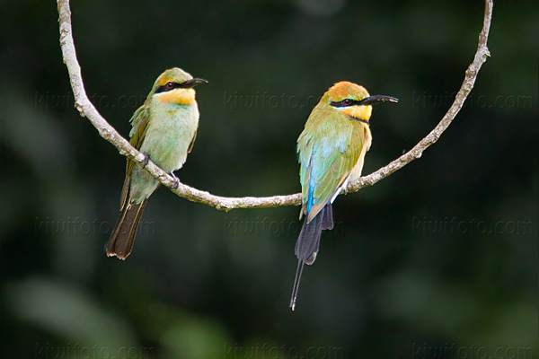 Rainbow Bee-eater Image @ Kiwifoto.com