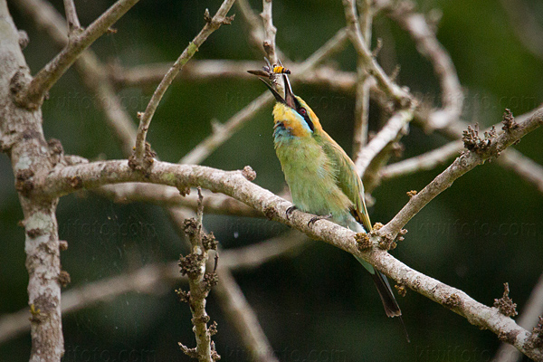 Rainbow Bee-eater Picture @ Kiwifoto.com