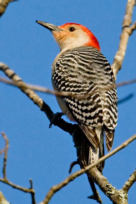Red-bellied Woodpecker Image @ Kiwifoto.com