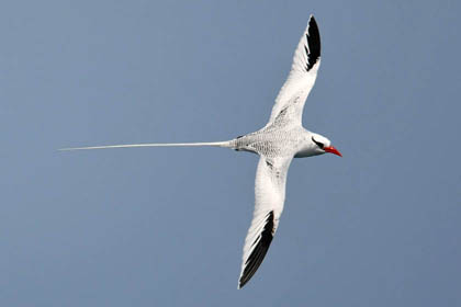 Red-billed Tropicbird Picture @ Kiwifoto.com