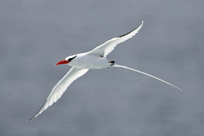 Red-billed Tropicbird Image @ Kiwifoto.com