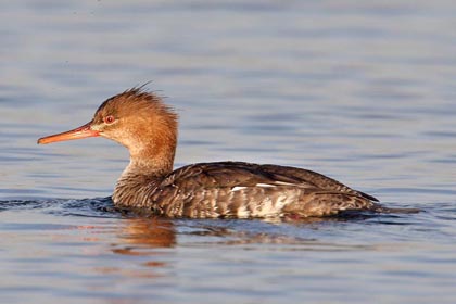 Red-breasted Merganser Picture @ Kiwifoto.com